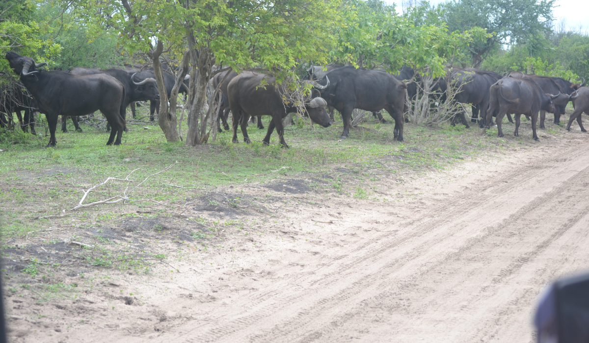 Buffalo Herd Chobe Day Trip