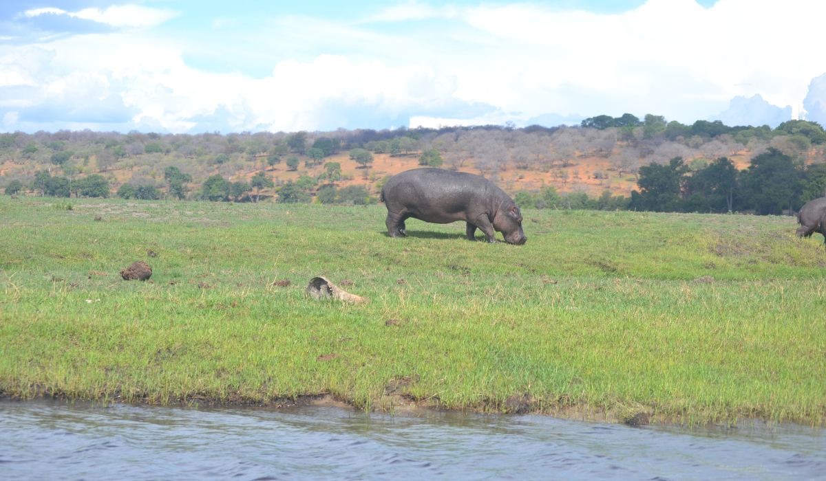 Hippo on land Chobe Day Trip