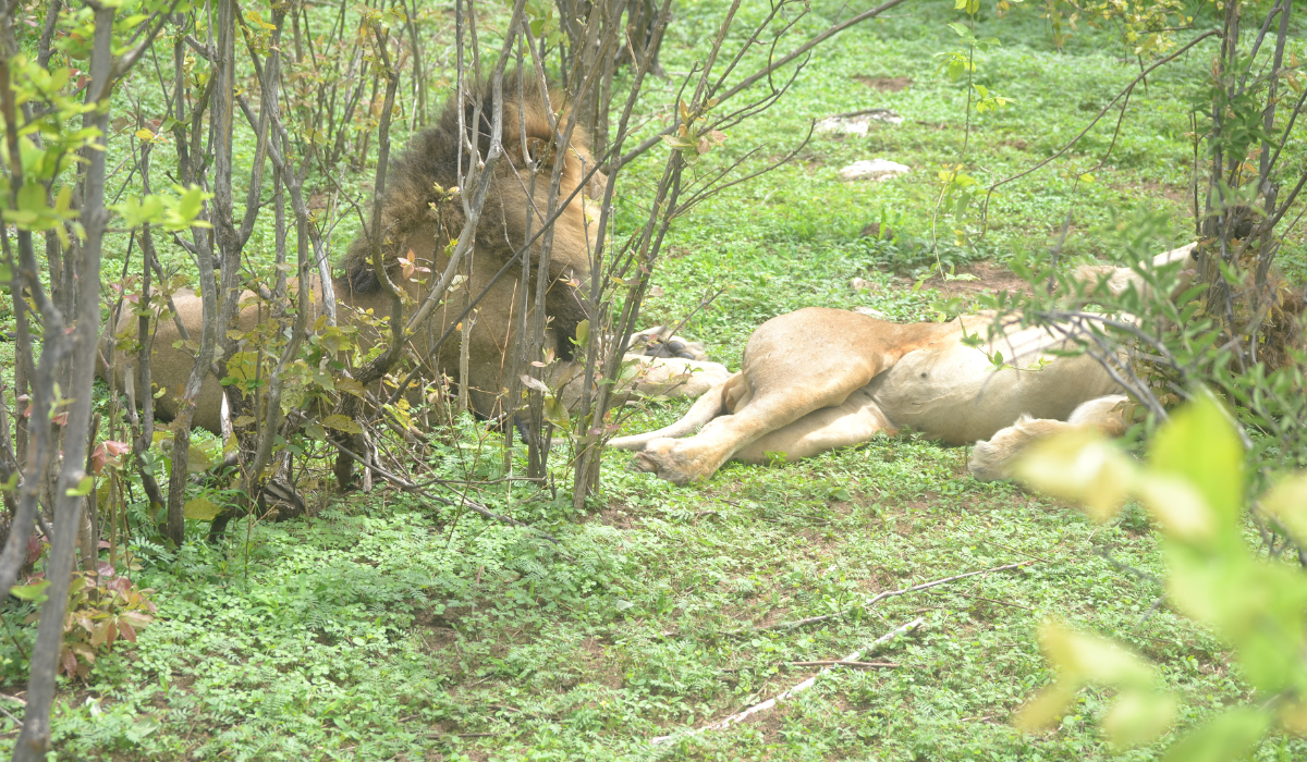 Male Lions Chobe day trip