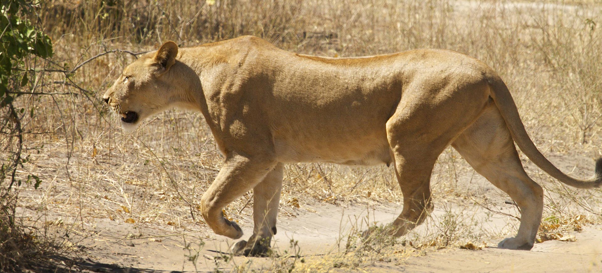 Chobe-Day-Tour-Victoria-Falls