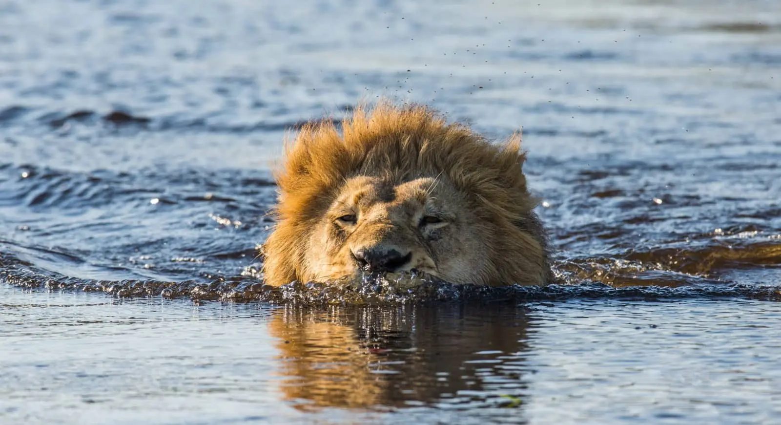 Lion-swimming-through-the-Okavango-scaled.jpeg