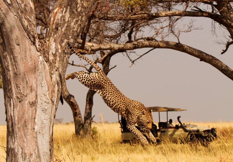 Shinde-Camp_Leopard_game-drive-768x533